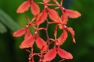 Renenthera imschootiana